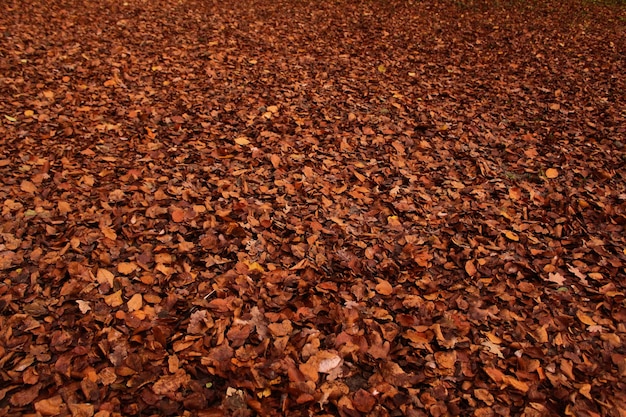 Foto fotografia completa de folhas secas de outono