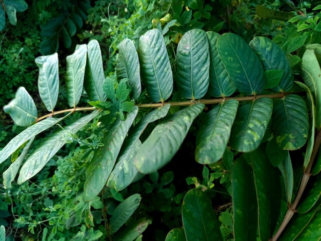 Fotografia completa de folhas verdes frescas