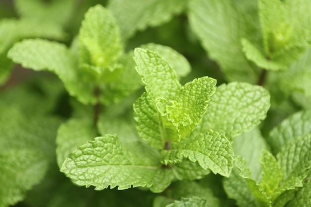 Fotografia completa de folhas verdes frescas