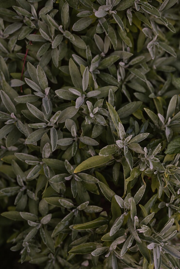 Foto fotografia completa de folhas verdes frescas