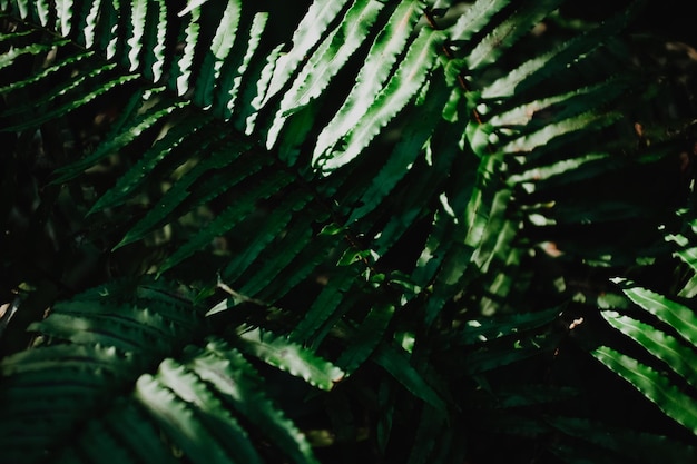 Fotografia completa de folhas verdes frescas