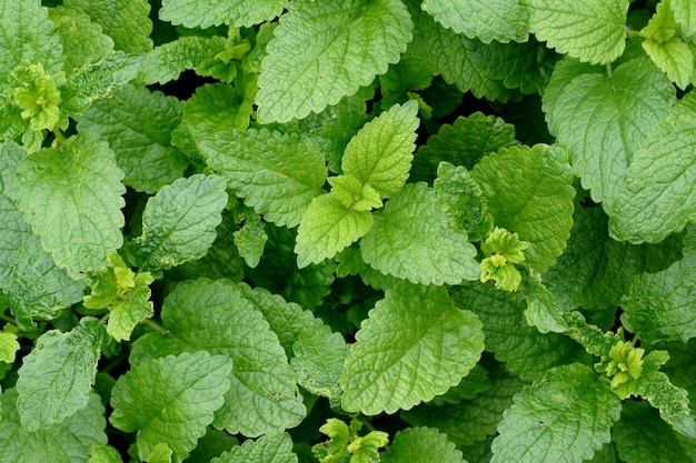 Fotografia completa de folhas verdes