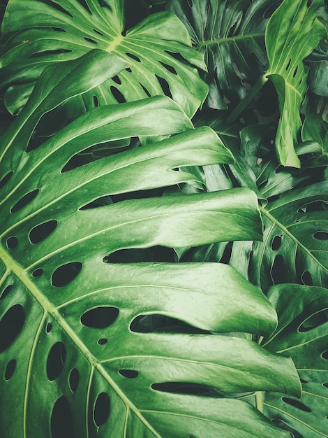 Fotografia completa de folhas verdes