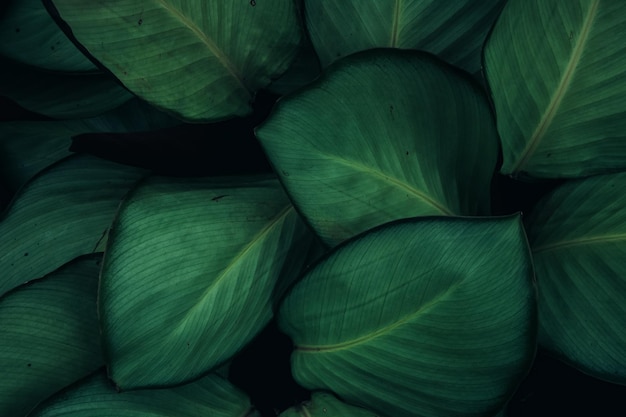 Fotografia completa de folhas verdes