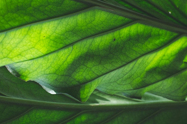 Fotografia completa de folhas verdes