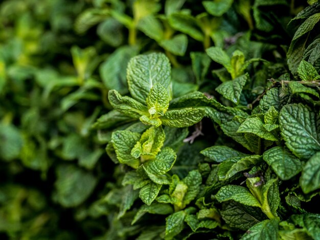 Foto fotografia completa de folhas verdes