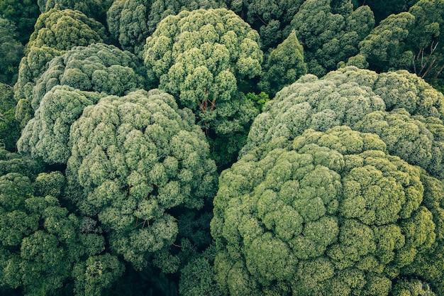 Fotografia completa de folhas verdes