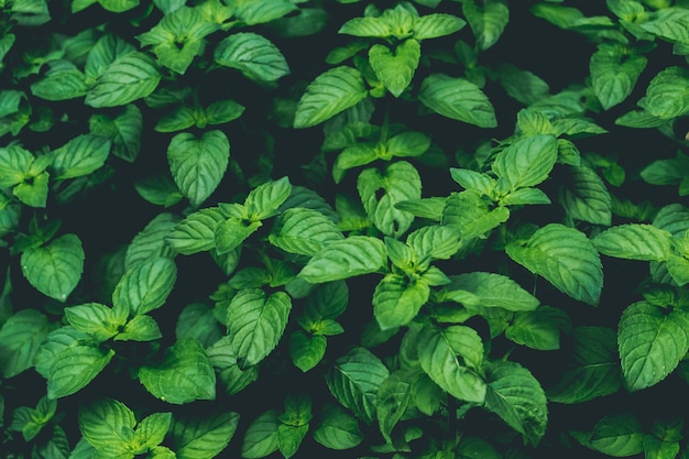 Fotografia completa de folhas verdes