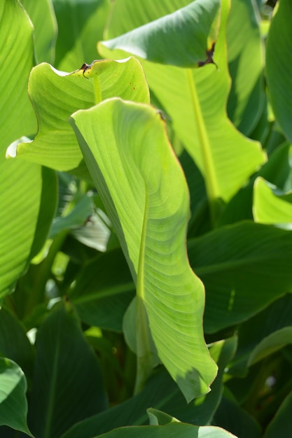 Fotografia completa de folhas verdes