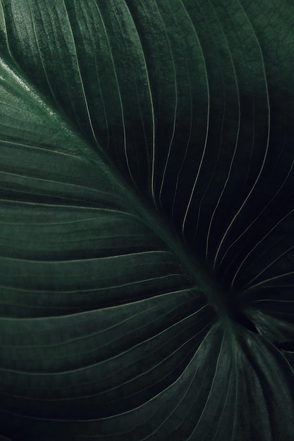 Fotografia completa de folhas verdes