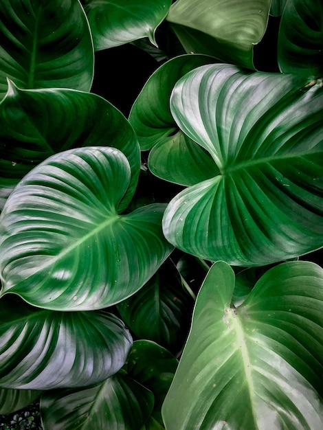 Fotografia completa de folhas