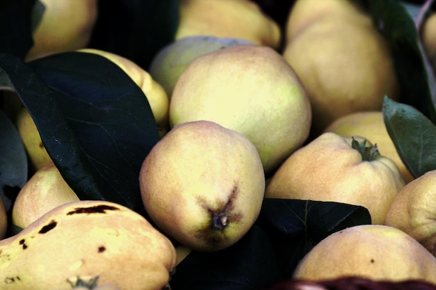 Foto fotografia completa de frutas