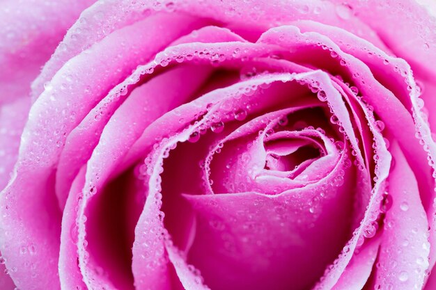 Foto fotografia completa de gotas de água em uma rosa rosa
