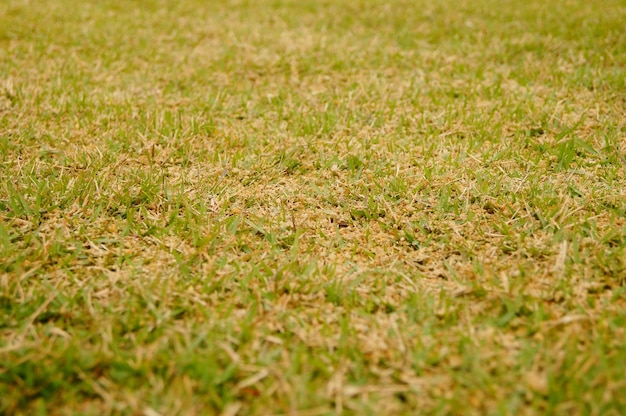 Fotografia completa de grama no campo