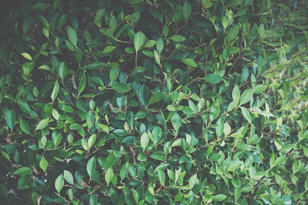 Foto fotografia completa de hera crescendo na planta