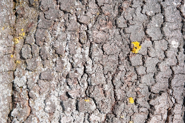 Fotografia completa de líquene no tronco da árvore