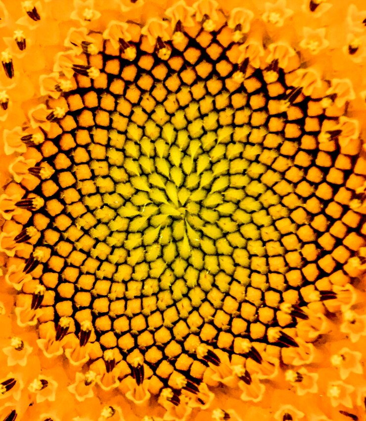 Foto fotografia completa de padrão amarelo