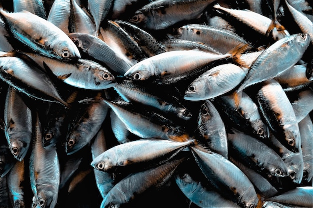 Fotografia completa de peixes para venda no mercado