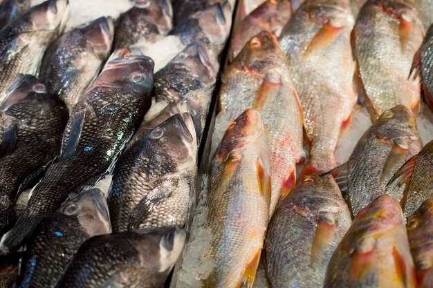 Fotografia completa de peixes para venda no mercado