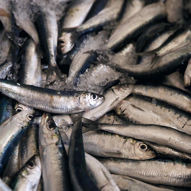 Fotografia completa de peixes para venda no mercado