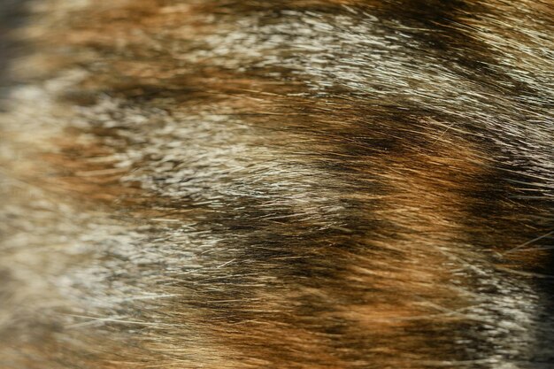 Fotografia completa de pele de gato
