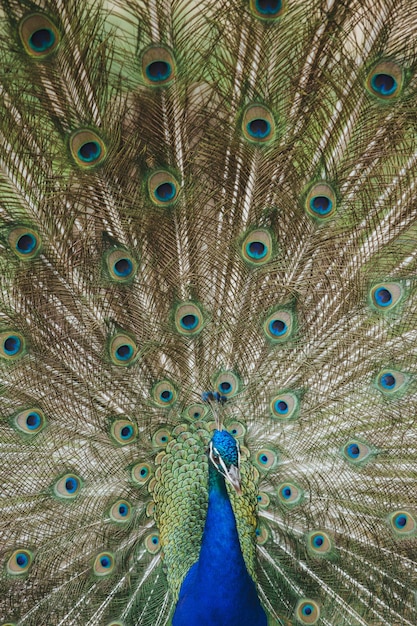 Foto fotografia completa de penas de pavão