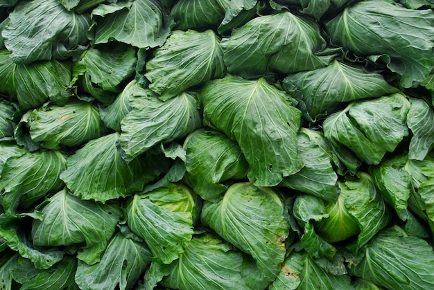 Fotografia completa de pimentas verdes