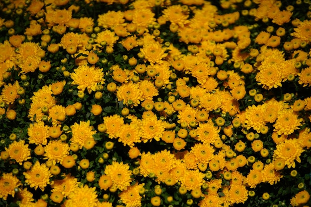 Foto fotografia completa de plantas com flores amarelas