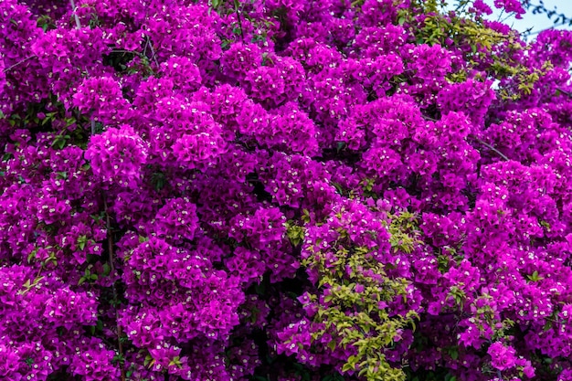 Foto fotografia completa de plantas com flores cor-de-rosa