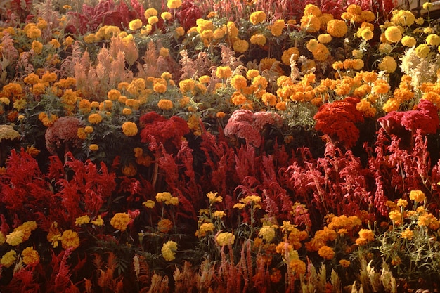 Foto fotografia completa de plantas com flores multicoloridas