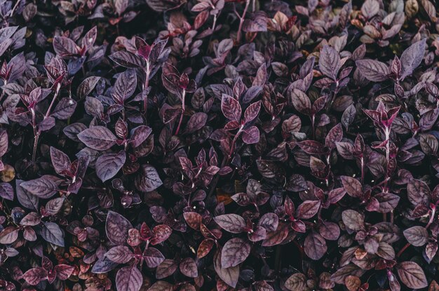 Foto fotografia completa de plantas com flores roxas