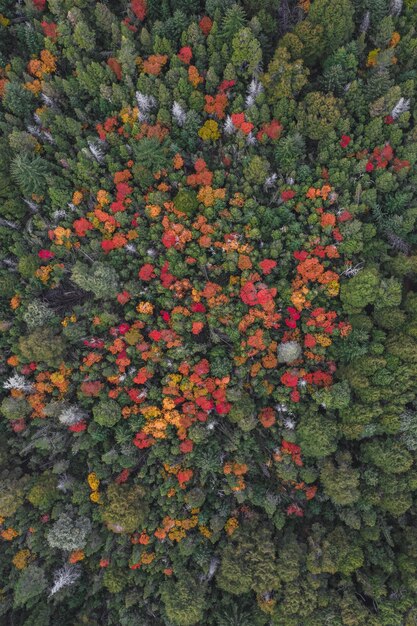 Fotografia completa de plantas com flores