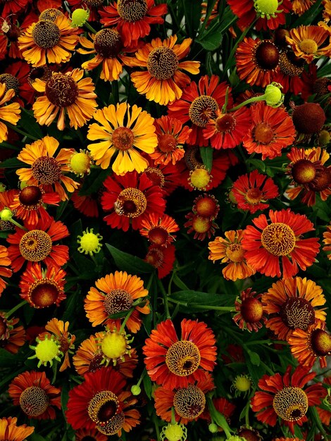 Foto fotografia completa de plantas com flores