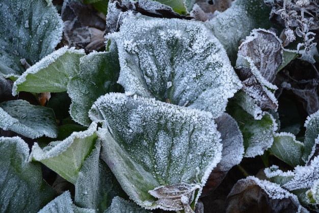 Foto fotografia completa de plantas congeladas durante o inverno