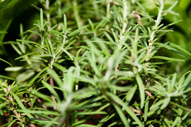 Fotografia completa de plantas crescendo no campo