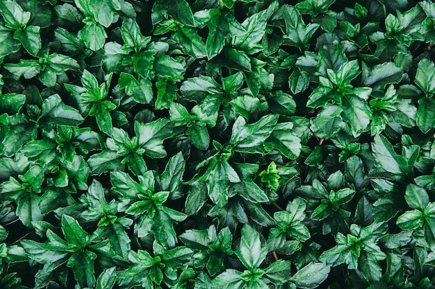 Foto fotografia completa de plantas crescendo no campo