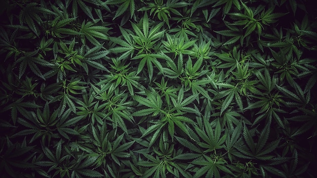 Fotografia completa de plantas de maconha no jardim