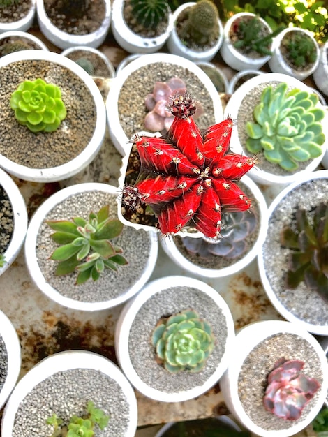 Fotografia completa de plantas em vaso
