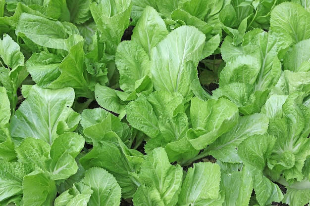 Fotografia completa de plantas que crescem ao ar livre