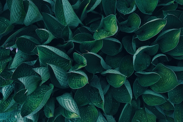 Fotografia completa de plantas que crescem ao ar livre