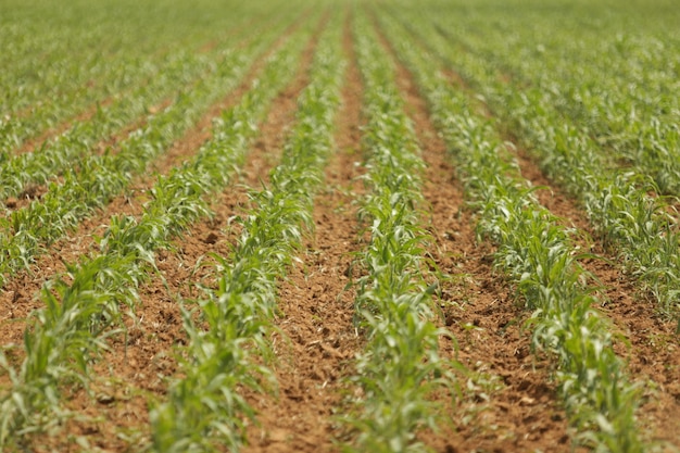 Fotografia completa de plantas que crescem em campos agrícolas