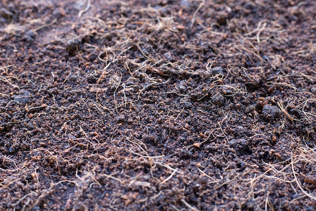 Fotografia completa de plantas secas em terra