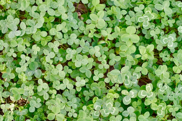 Fotografia completa de plantas verdes frescas.