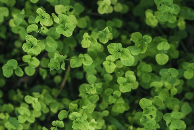 Fotografia completa de plantas verdes frescas