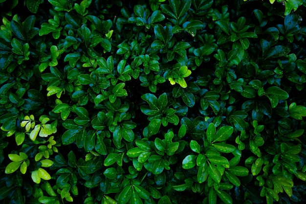 Foto fotografia completa de plantas verdes