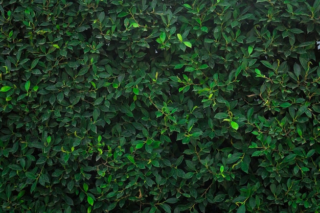 Fotografia completa de plantas verdes