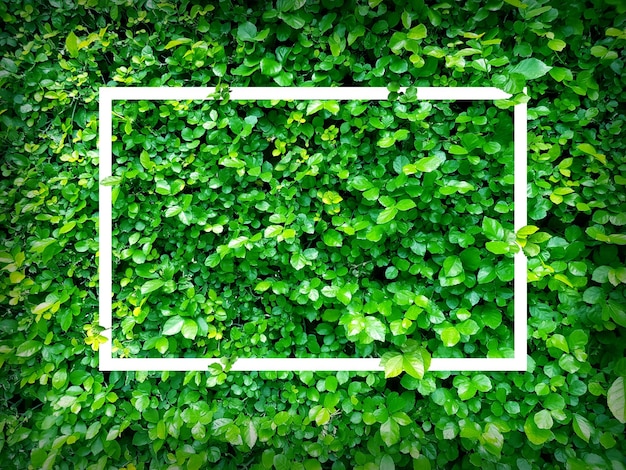 Fotografia completa de plantas verdes