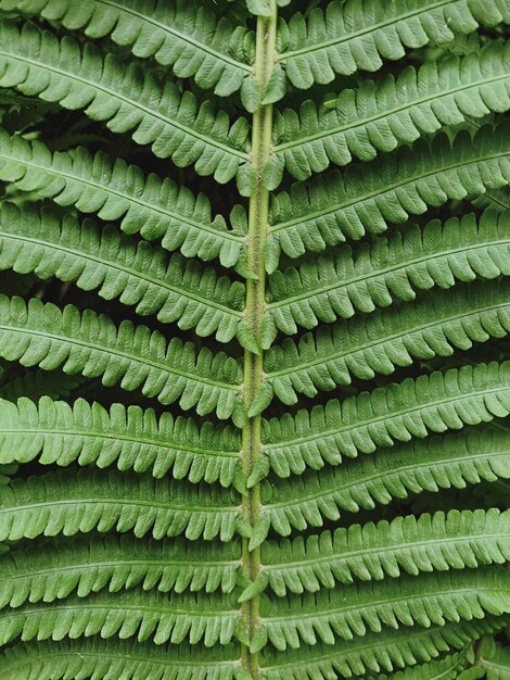 Foto fotografia completa de plantas verdes