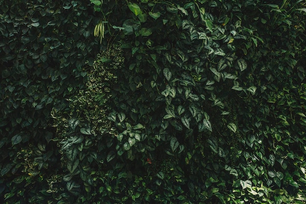 Fotografia completa de plantas