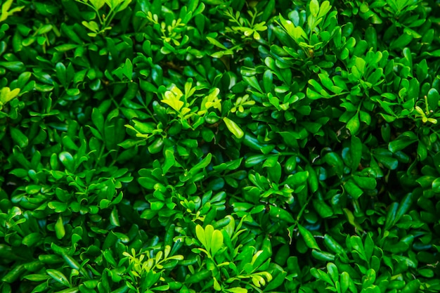 Fotografia completa de plantas